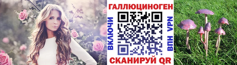 Псилоцибиновые грибы Psilocybine cubensis Великий Новгород